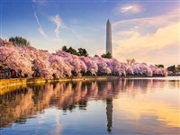 Contact us now to design your own unique group outing to NYC for the Cherry Blossoms Festival 