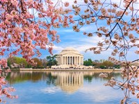 Join A1 Tours on a stunningly beautiful trip day trip to Washington DC and the Cherry Blossoms
