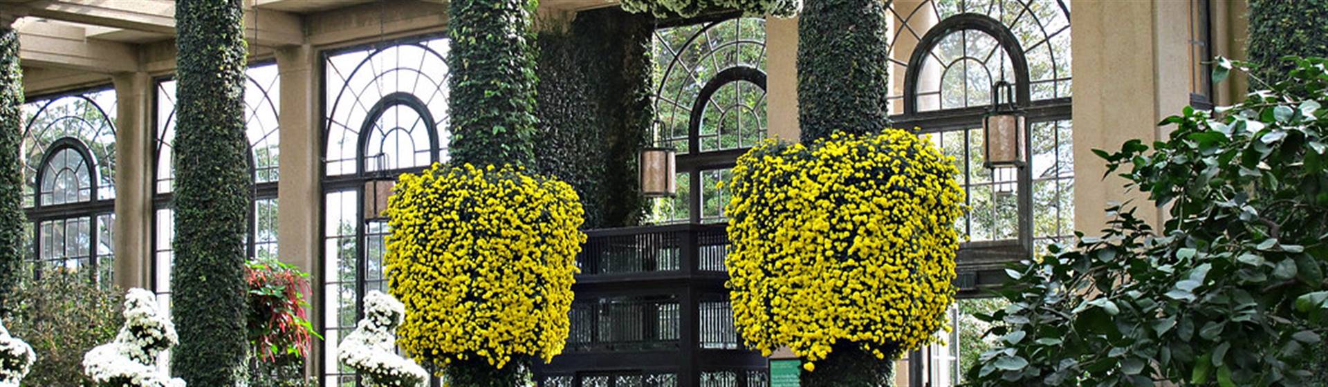 Longwood Gardens: Chrysanthemum Festival